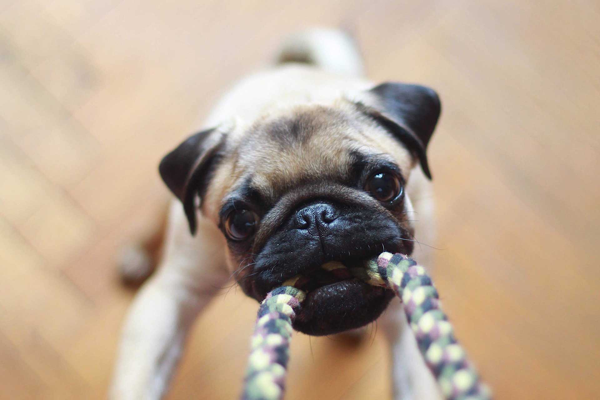 A dog pulling a rope